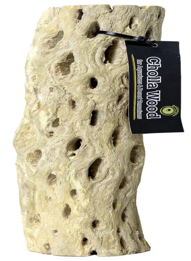 Galapagos Galápagos (05271) Cholla Wood - Natural Aquarium & Terrarium Decoration for Fish Tanks, Reptile Tanks, and Bird Perches, 12”, Natural - Image 1